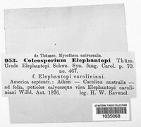 Coleosporium elephantopi image